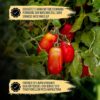 DELICRET - SOLANIA - San Marzano Tomaten DOP 12x 400g Dose mit Rezeptguide|ganze geschälte Pizzatomaten | Dosentomaten - Image 7